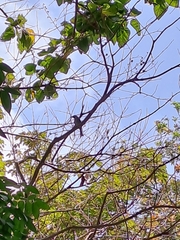 Dicrurus leucophaeus