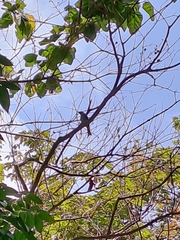 Dicrurus leucophaeus