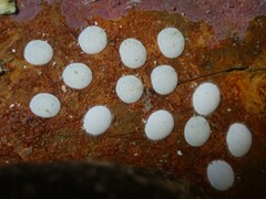 Nerita albicilla