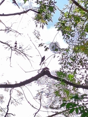 Dicrurus leucophaeus