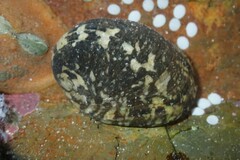 Nerita albicilla