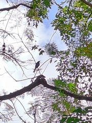 Dicrurus leucophaeus