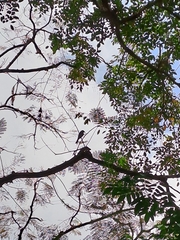 Dicrurus leucophaeus