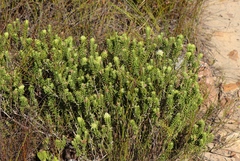 Campylostachys cernua