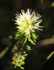 Campylostachys cernua