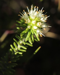 Campylostachys cernua