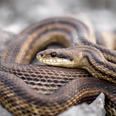 Elaphe quatuorlineata