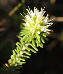 Campylostachys cernua