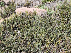 Ephedra americana