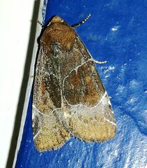 Hampsonodes mastoides