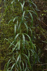 Pseudopanax crassifolius × lessonii