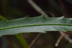 Pseudopanax crassifolius × lessonii
