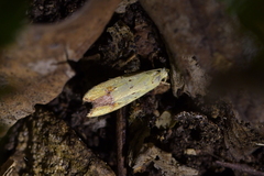 Gymnobathra flavidella