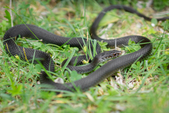 Hierophis viridiflavus carbonarius