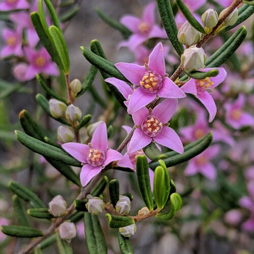 Boronia glabra (Maiden & Betche) Cheel