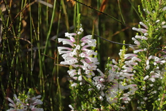 Erica perspicua