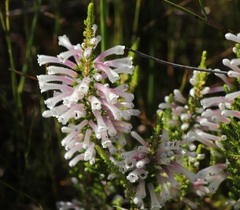 Erica perspicua