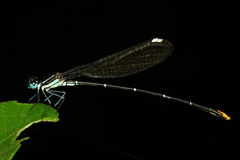 Allocnemis leucosticta