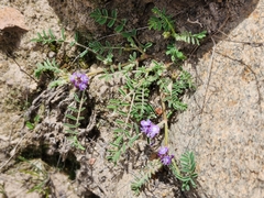 Astragalus micranthellus