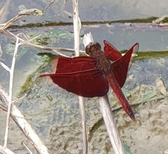 Neurothemis ramburii