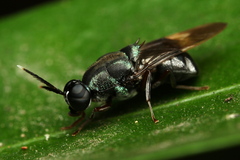 Isomerocera quadrilineata