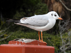 Chroicocephalus ridibundus