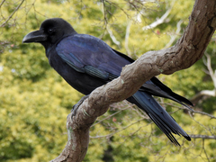 Corvus macrorhynchos
