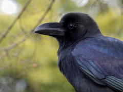 Corvus macrorhynchos