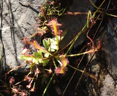 Drosera capensis