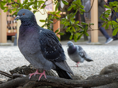 Columba livia domestica