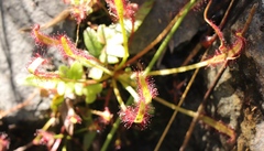 Drosera capensis