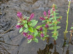 Rotala belgaumensis