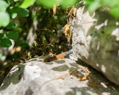 Algyroides nigropunctatus