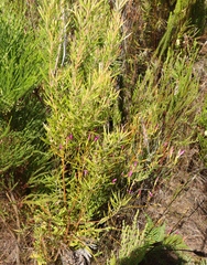 Chironia jasminoides