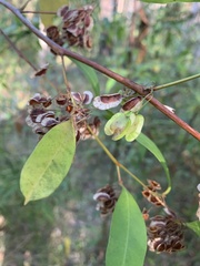 Dodonaea triquetra