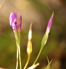 Chironia jasminoides