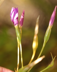 Chironia jasminoides
