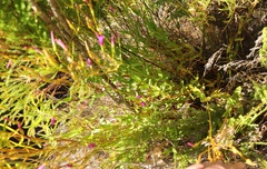 Chironia jasminoides