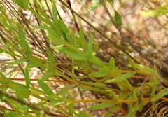 Chironia jasminoides