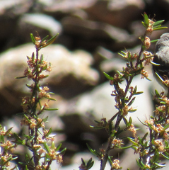 Cercocarpus intricatus