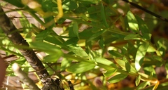 Chironia jasminoides