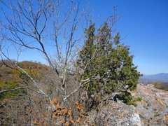 Juniperus rigida