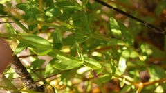 Chironia jasminoides