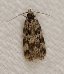 Barea eucapnodes