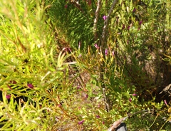 Chironia jasminoides