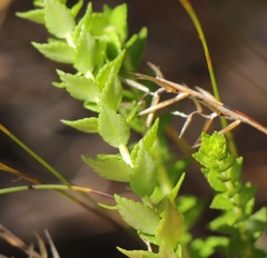 Agathosma tabularis