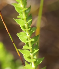 Agathosma tabularis