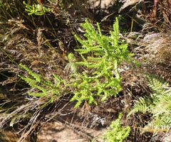 Agathosma tabularis