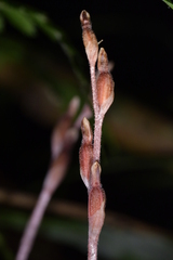 Danhatchia australis