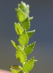 Agathosma tabularis